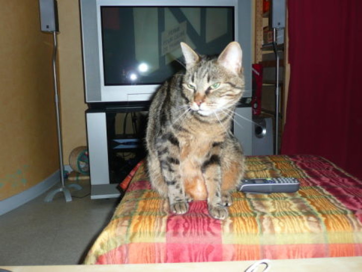 Picture of a cat / kitten / feline