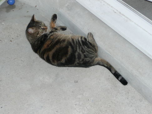 Picture of a cat / kitten / feline