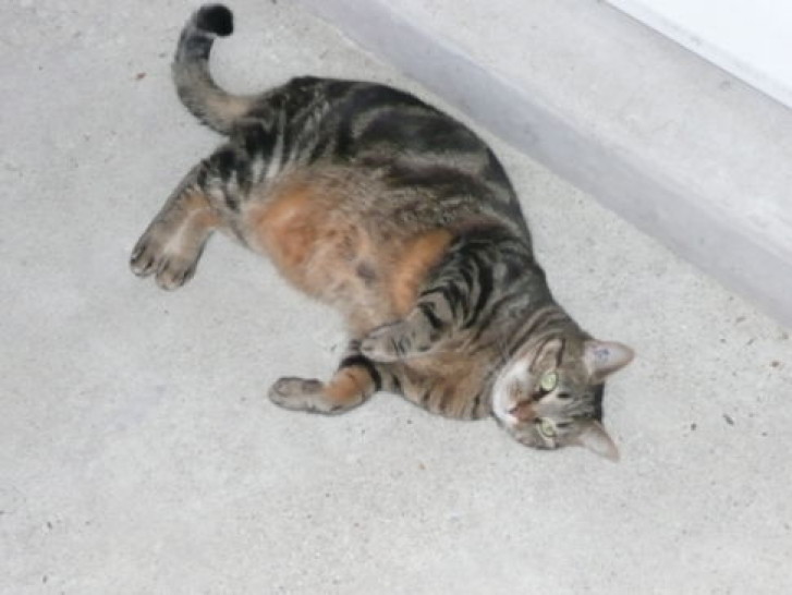 Picture of a cat / kitten / feline