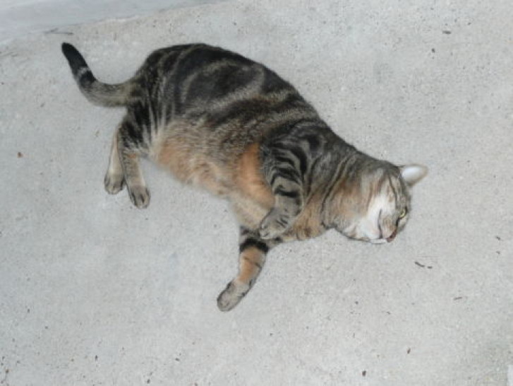 Picture of a cat / kitten / feline