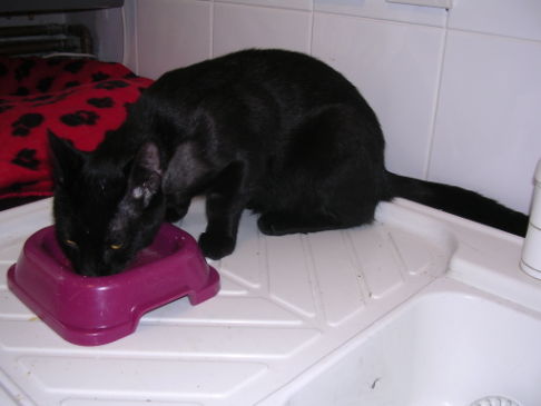 Picture of a cat / kitten / feline