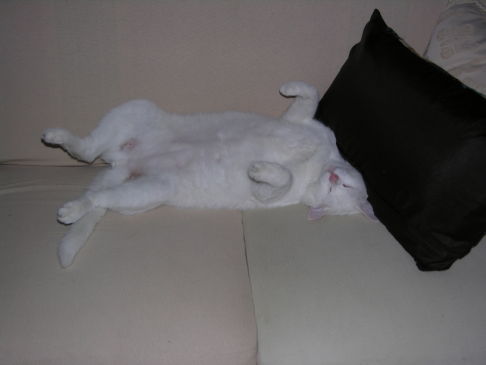 Picture of a cat / kitten / feline