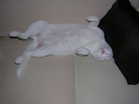 Picture of a cat / kitten / feline