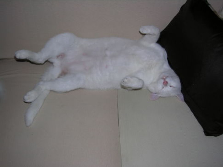 Picture of a cat / kitten / feline