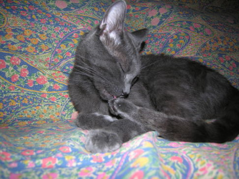 Picture of a cat / kitten / feline