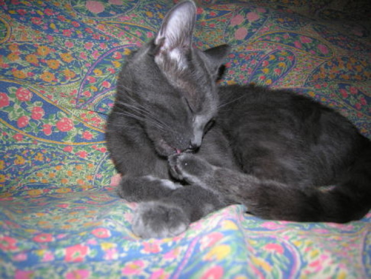 Picture of a cat / kitten / feline