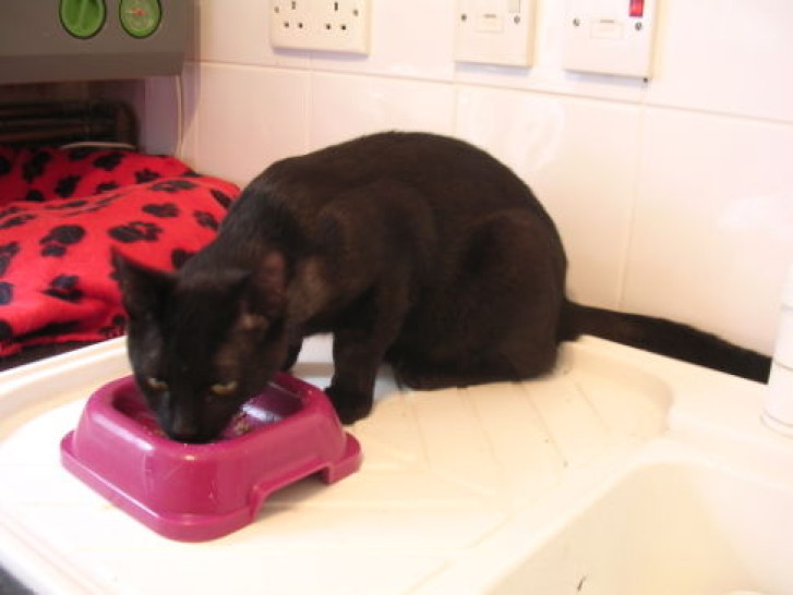 Picture of a cat / kitten / feline