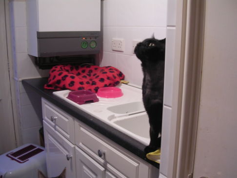 Picture of a cat / kitten / feline