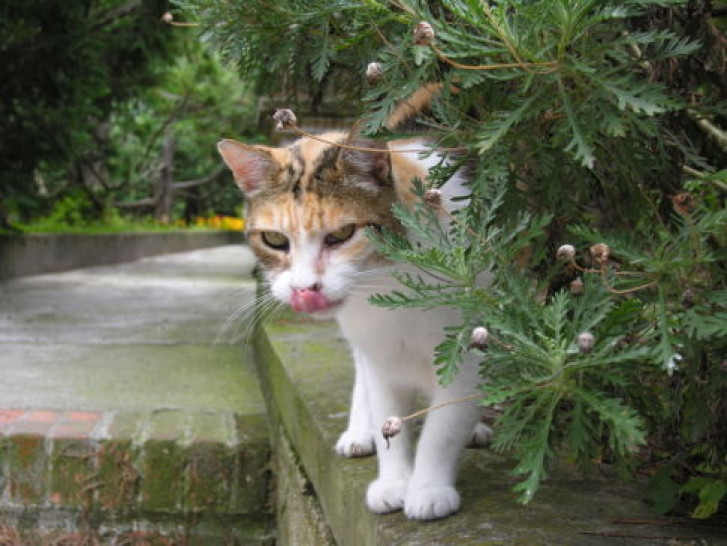 Picture of a cat / kitten / feline