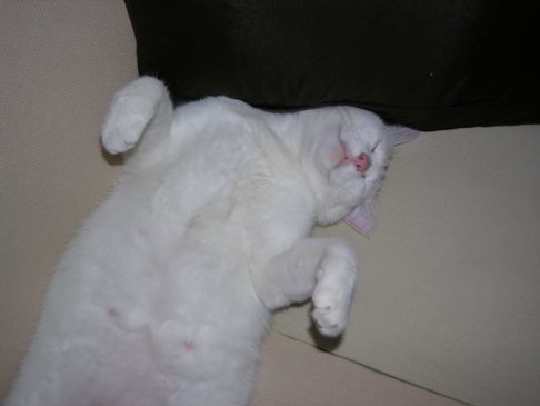 Picture of a cat / kitten / feline