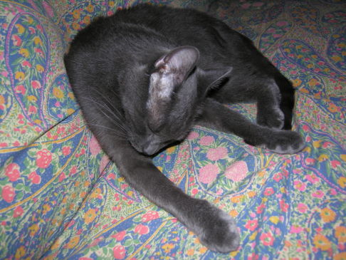 Picture of a cat / kitten / feline