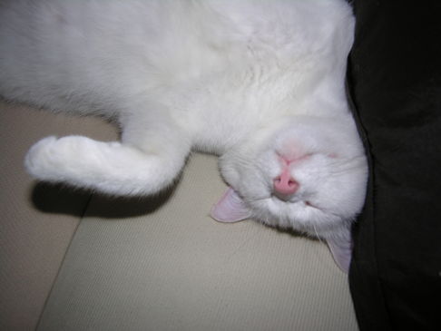 Picture of a cat / kitten / feline