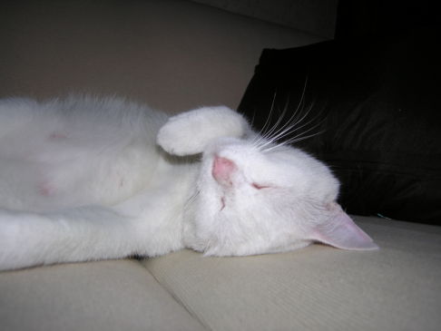 Picture of a cat / kitten / feline