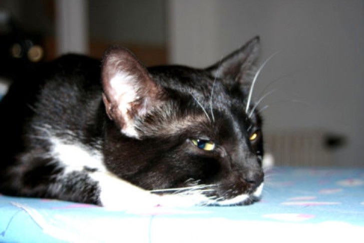 Picture of a cat / kitten / feline