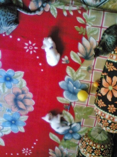 Picture of a cat / kitten / feline