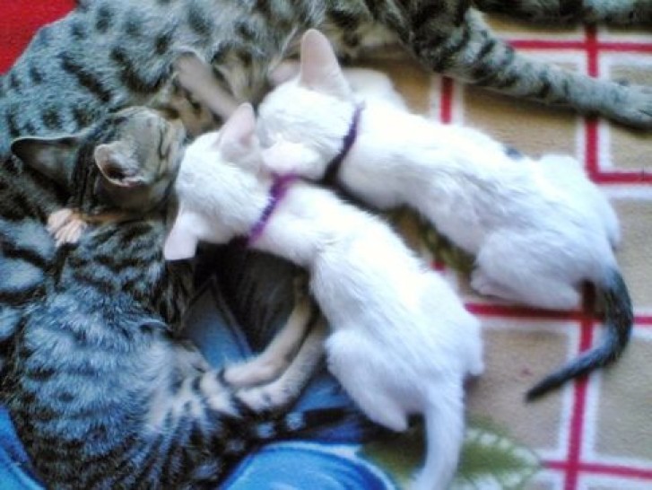 Picture of a cat / kitten / feline