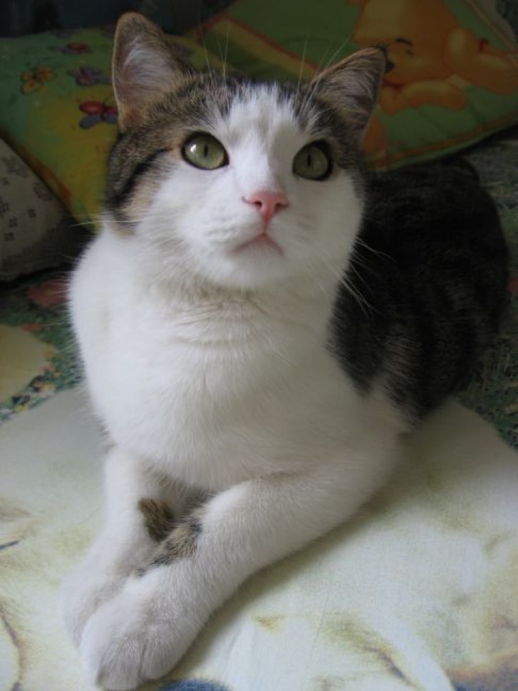 Picture of a cat / kitten / feline