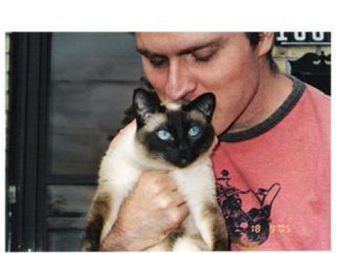 Picture of a cat / kitten / feline