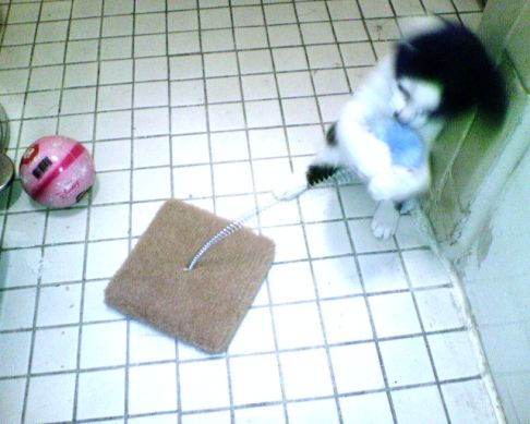 Picture of a cat / kitten / feline