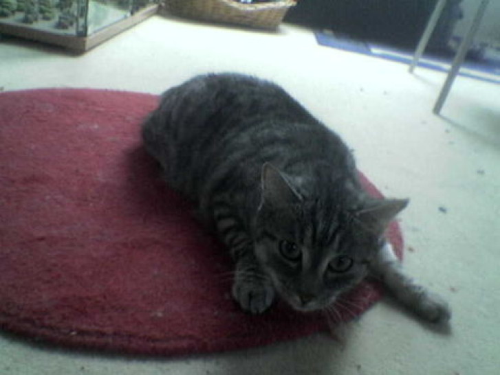 Picture of a cat / kitten / feline