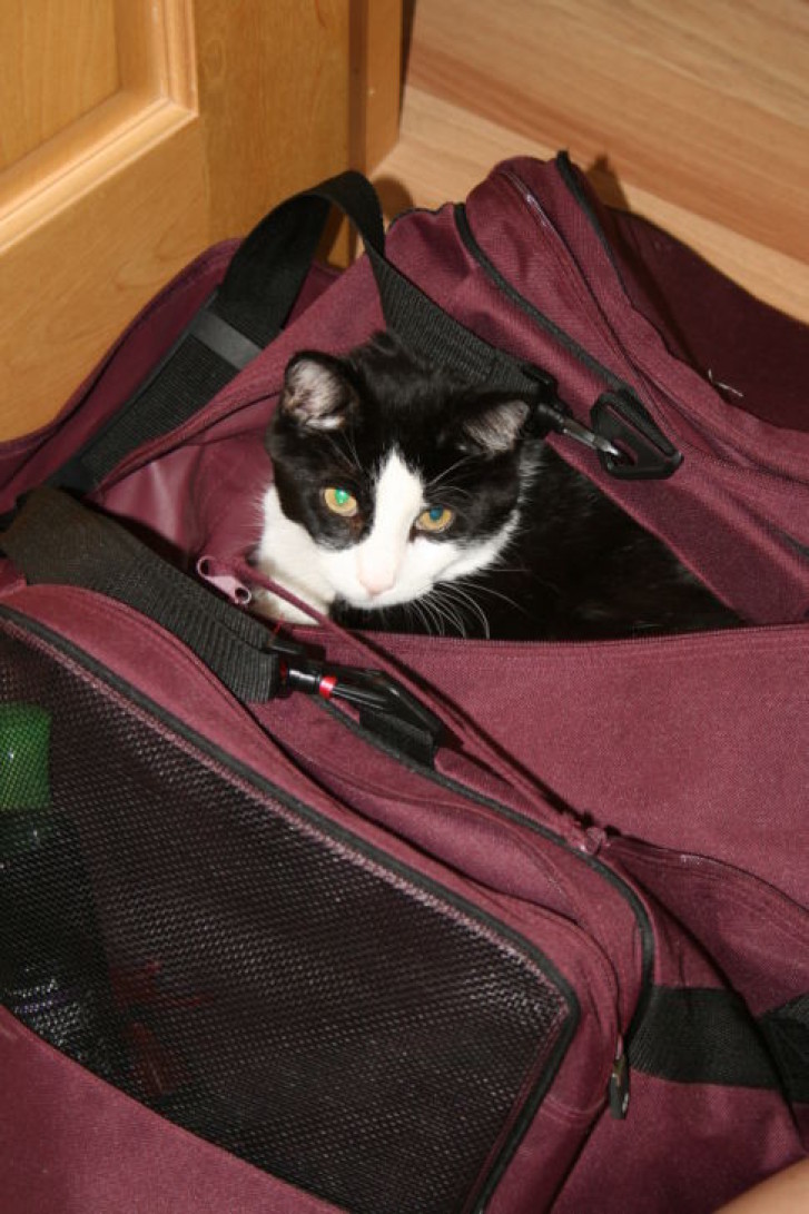 Picture of a cat / kitten / feline