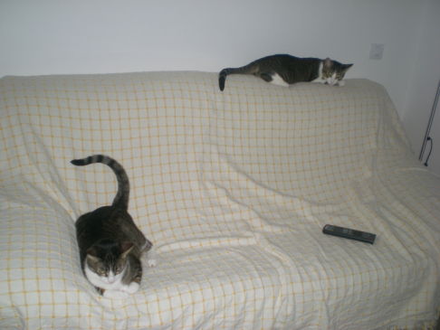 Picture of a cat / kitten / feline