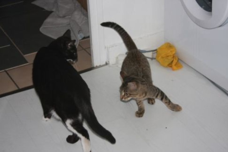 Picture of a cat / kitten / feline