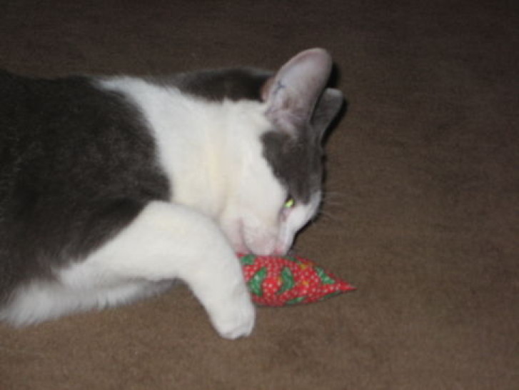 Picture of a cat / kitten / feline