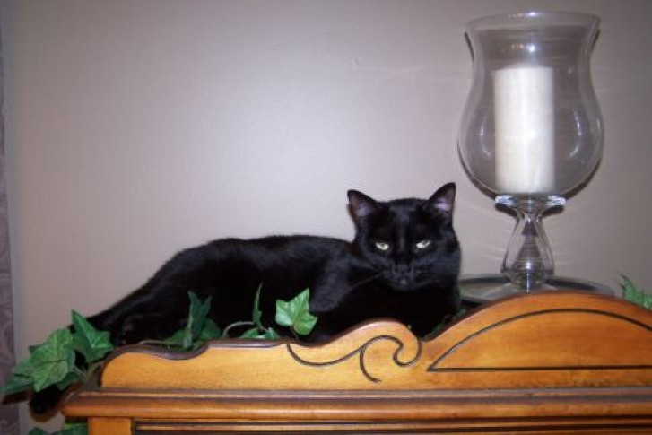 Picture of a cat / kitten / feline