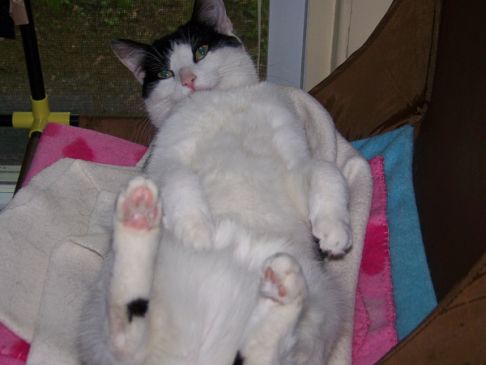 Picture of a cat / kitten / feline