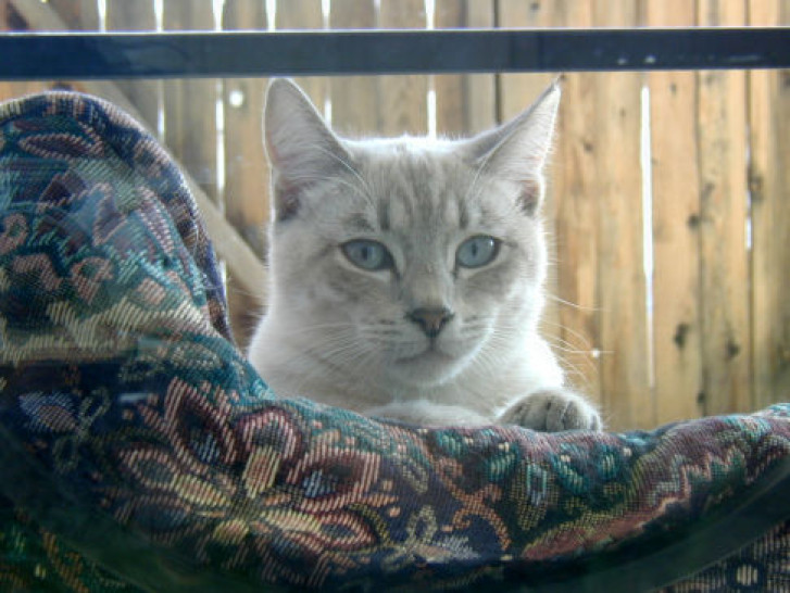 Picture of a cat / kitten / feline