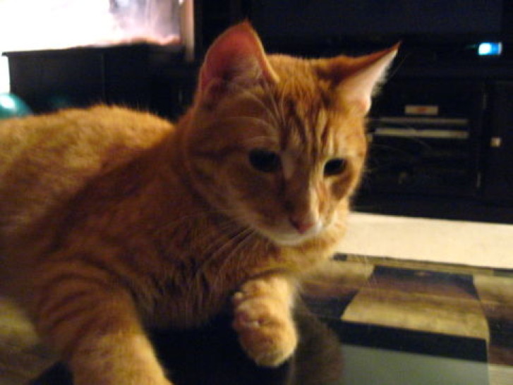 Picture of a cat / kitten / feline