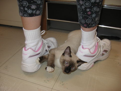 Picture of a cat / kitten / feline