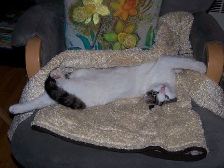 Picture of a cat / kitten / feline