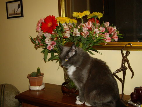 Picture of a cat / kitten / feline