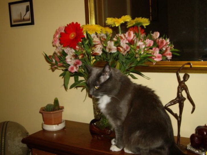 Picture of a cat / kitten / feline