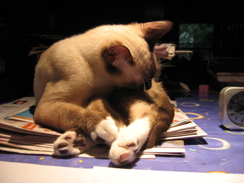 Picture of a cat / kitten / feline