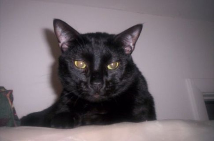 Picture of a cat / kitten / feline