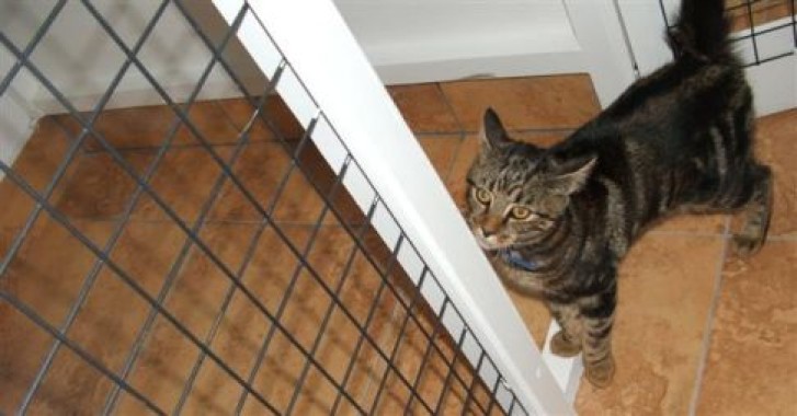 Picture of a cat / kitten / feline