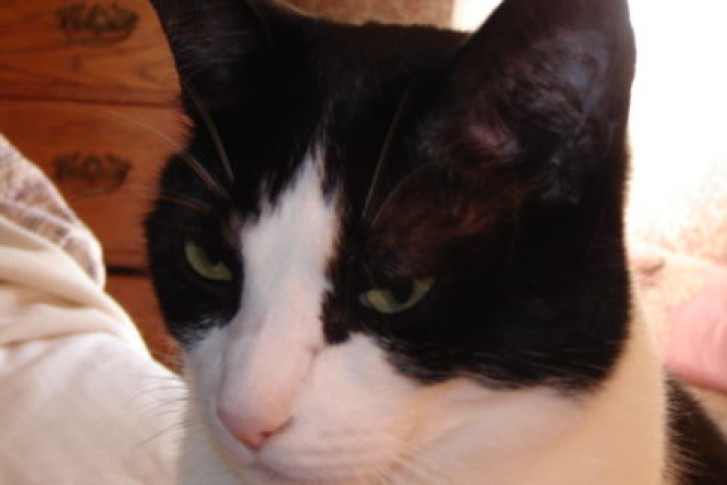 Picture of a cat / kitten / feline