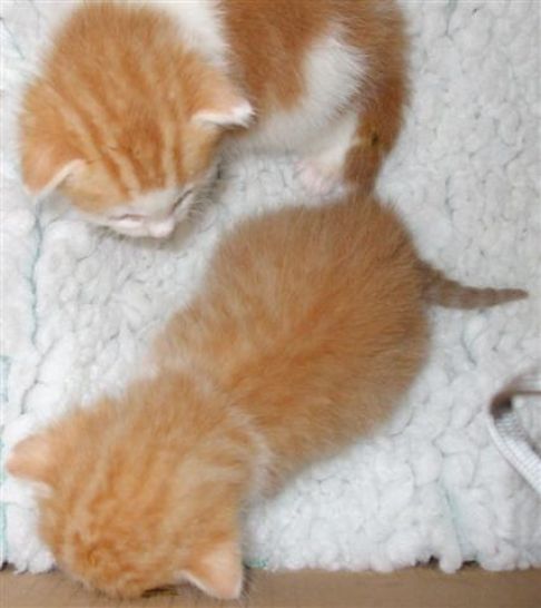 Picture of a cat / kitten / feline