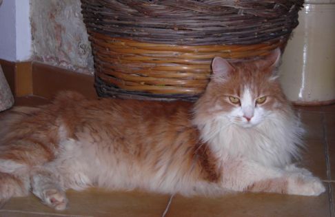 Picture of a cat / kitten / feline