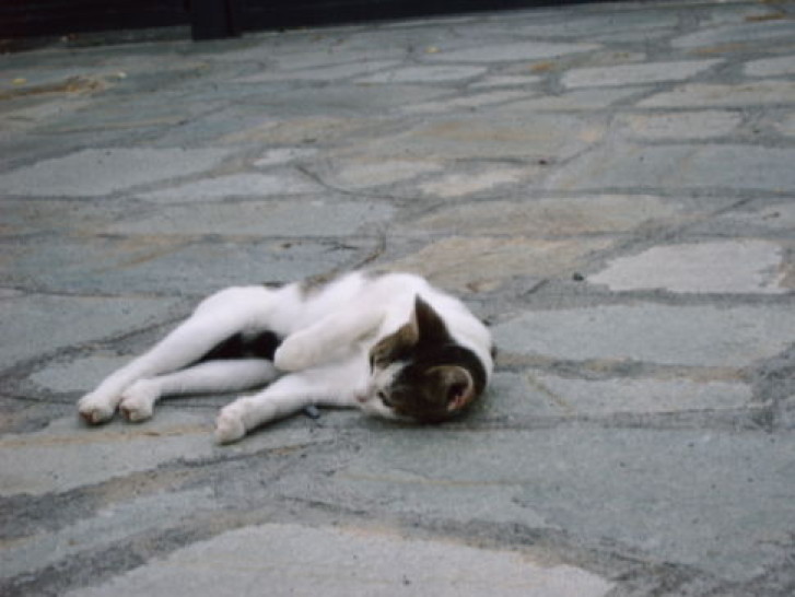 Picture of a cat / kitten / feline