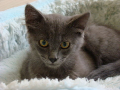 Picture of a cat / kitten / feline