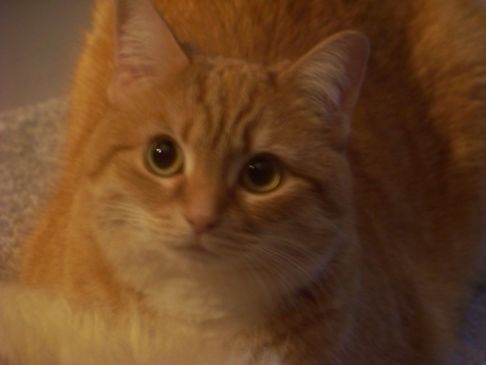 Picture of a cat / kitten / feline