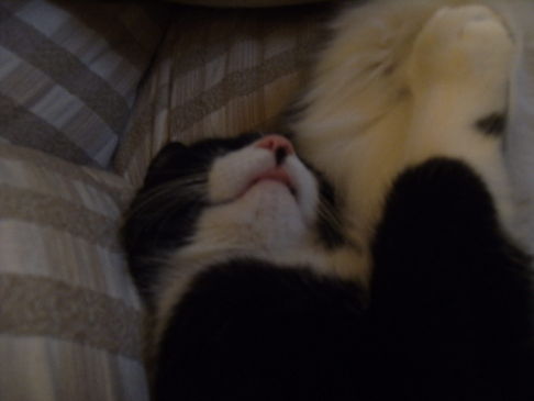 Picture of a cat / kitten / feline