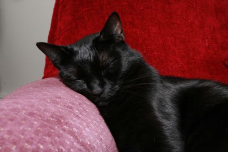 Picture of a cat / kitten / feline