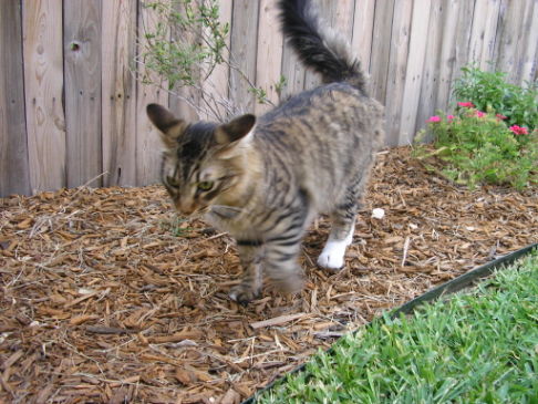 Picture of a cat / kitten / feline