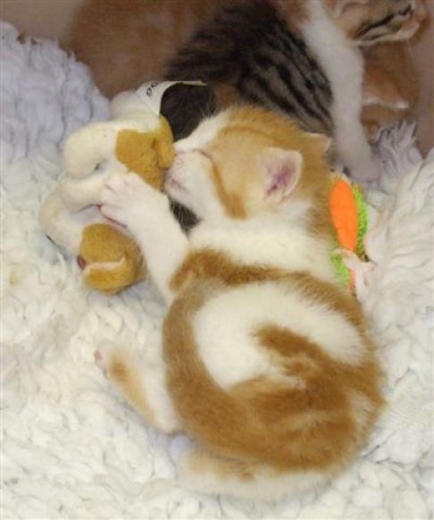 Picture of a cat / kitten / feline