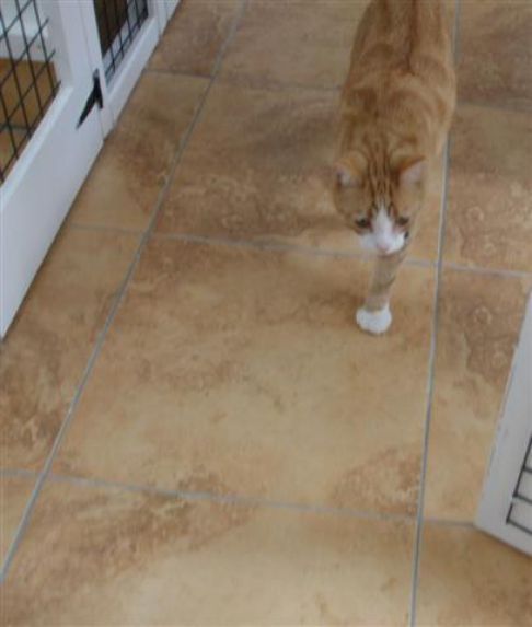 Picture of a cat / kitten / feline